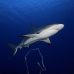 shark_caribbean_bc2_jar_v_0182_cub0675.jpg